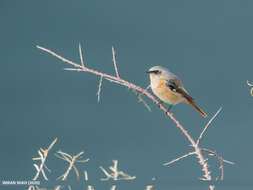 Image of Eversmann's Redstart