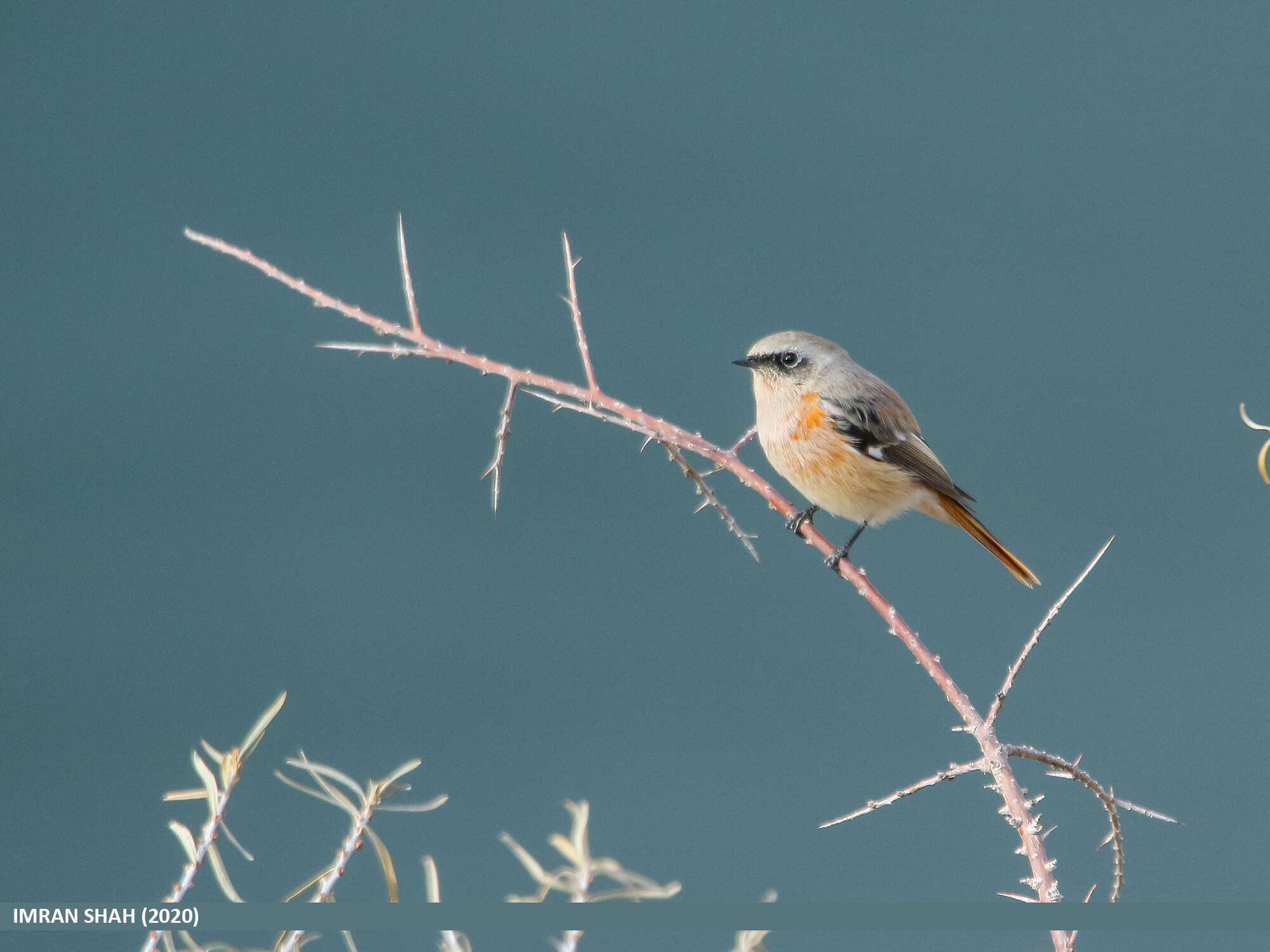 Image of Eversmann's Redstart