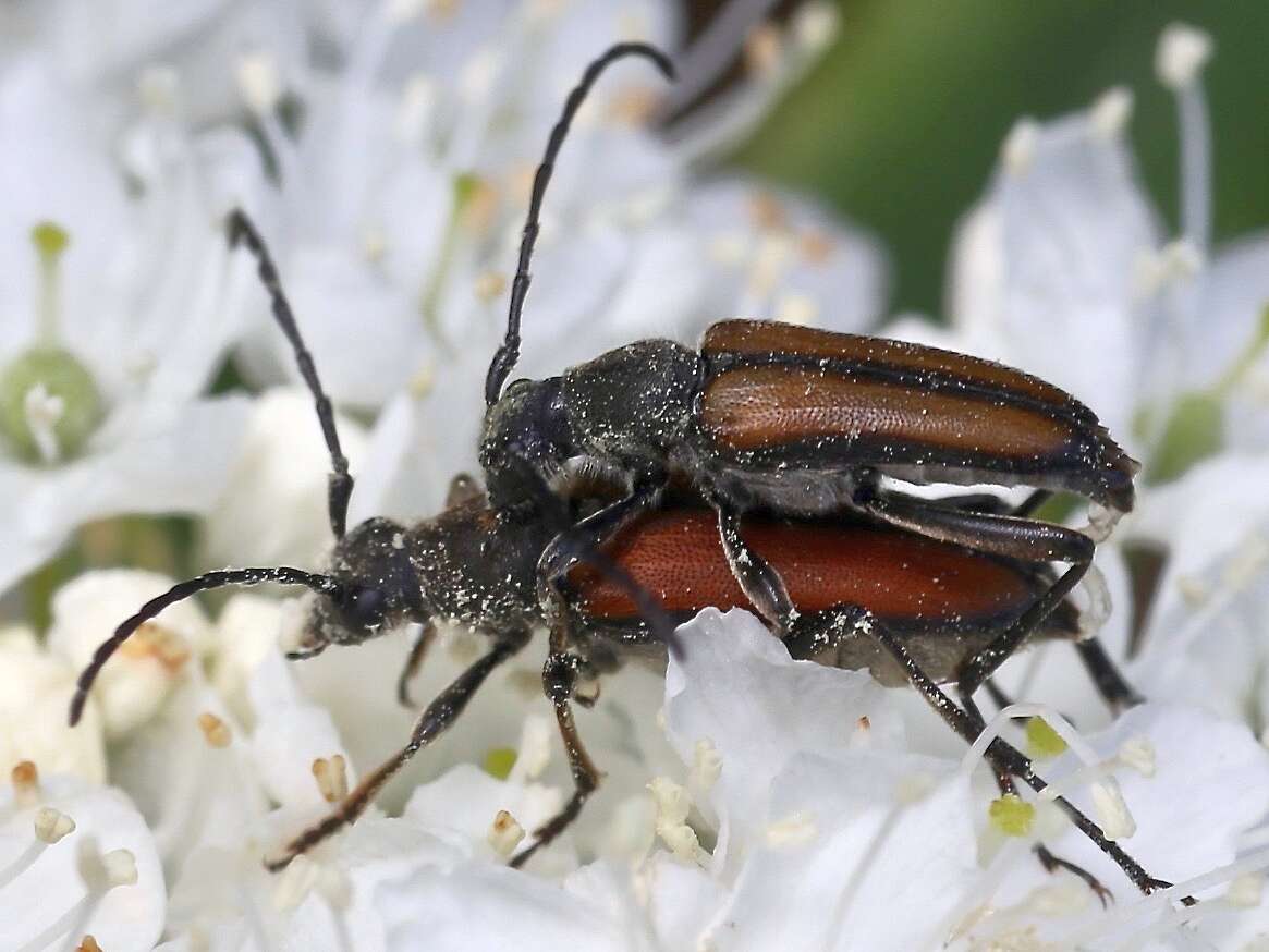 Image of Anastrangalia reyi (Heyden 1889)