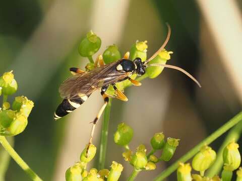 Sivun Ichneumon sarcitorius Linnaeus 1758 kuva