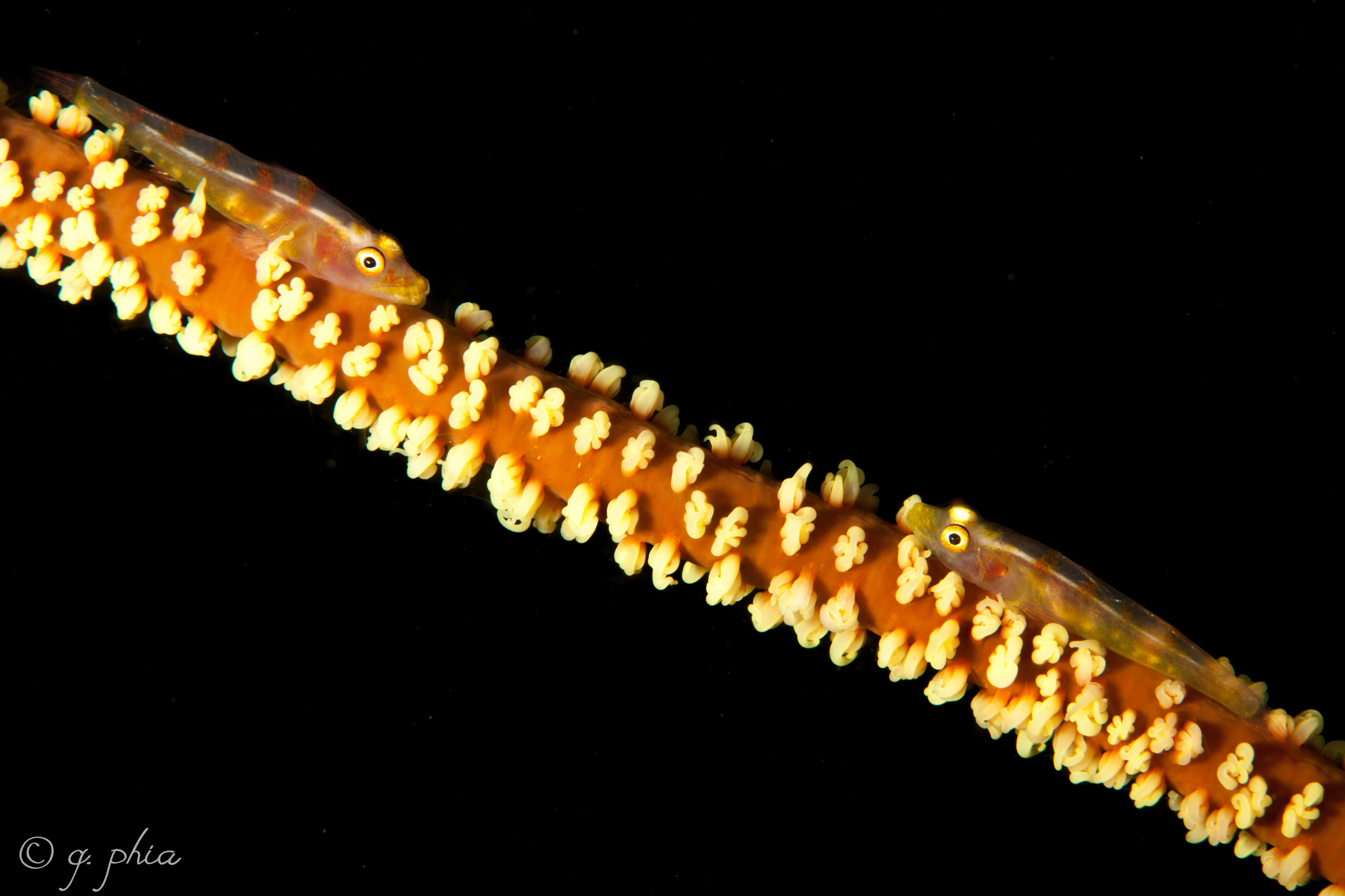 Image of Whip coral goby