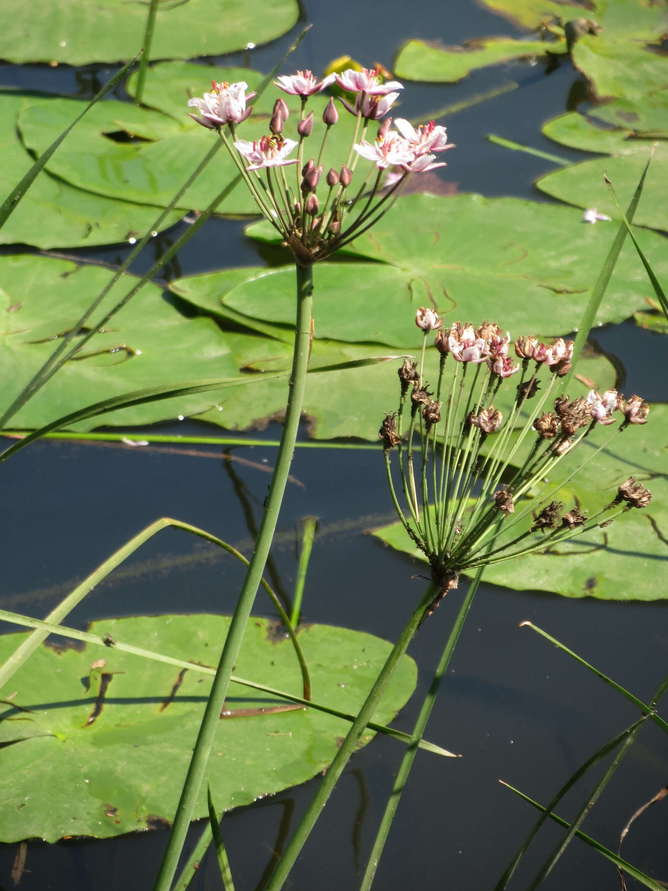 Image of flowering rush family