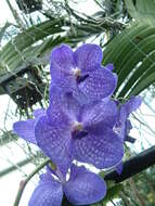 Image of blue orchid