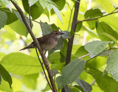 Image of Baikal Bush Warbler