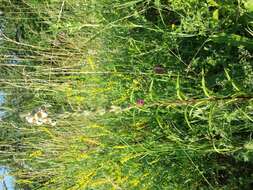 Image of Grecian foxglove