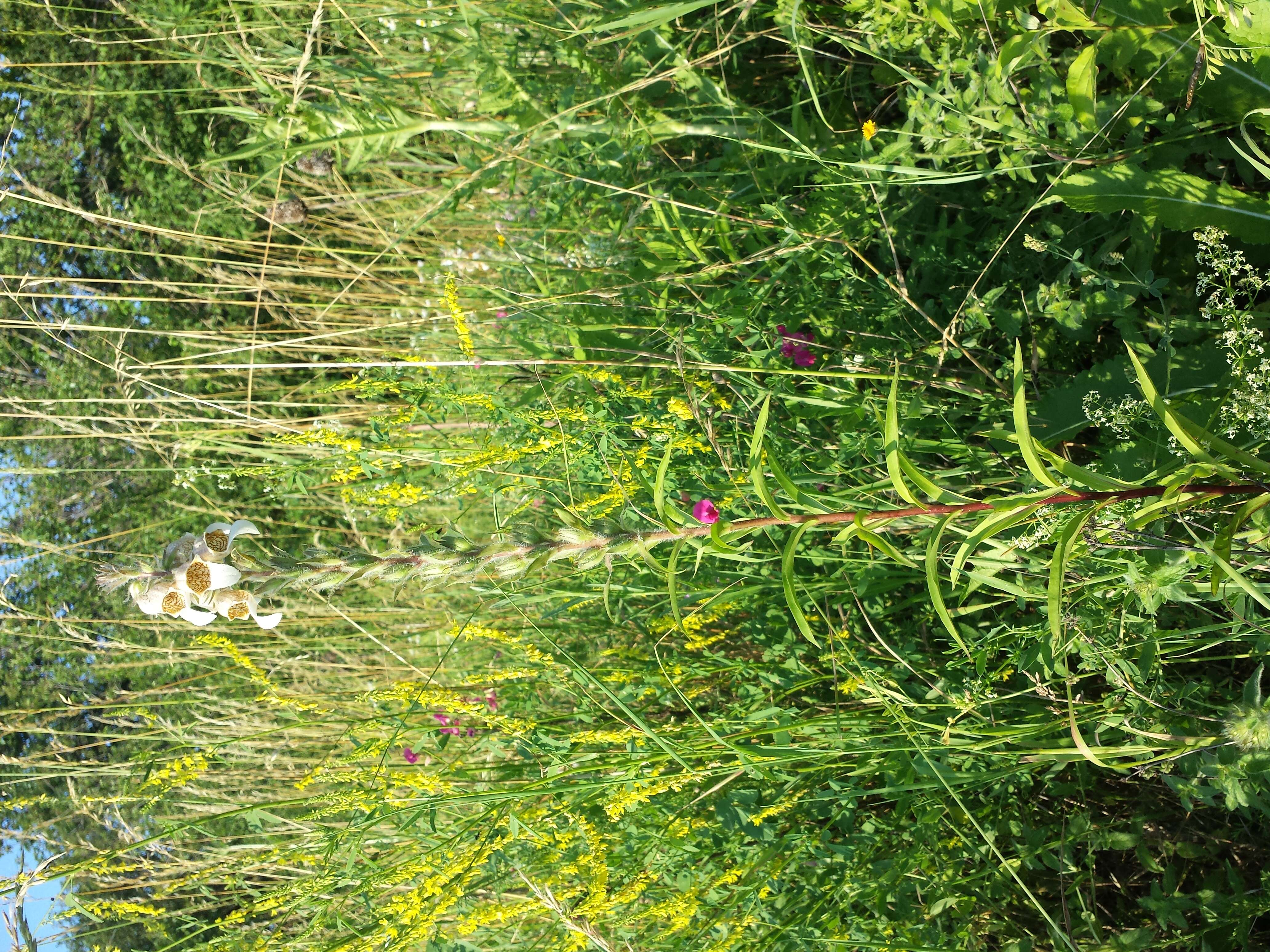 Image of Grecian foxglove