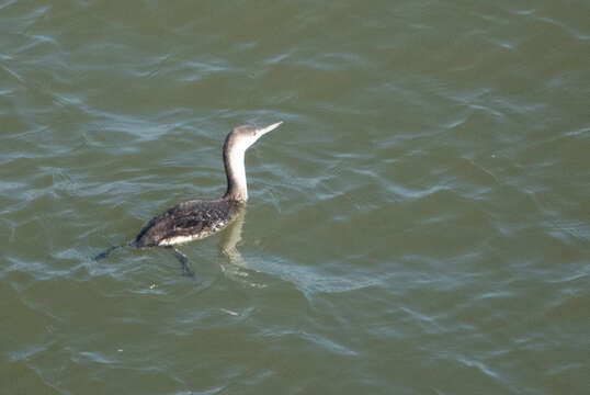 Image of Red-throated Diver