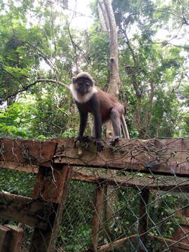 Image of Red-bellied Guenon