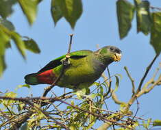 Image of Scaly-headed Parrot