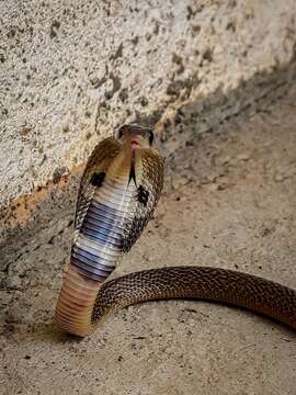 Image of Indian cobra