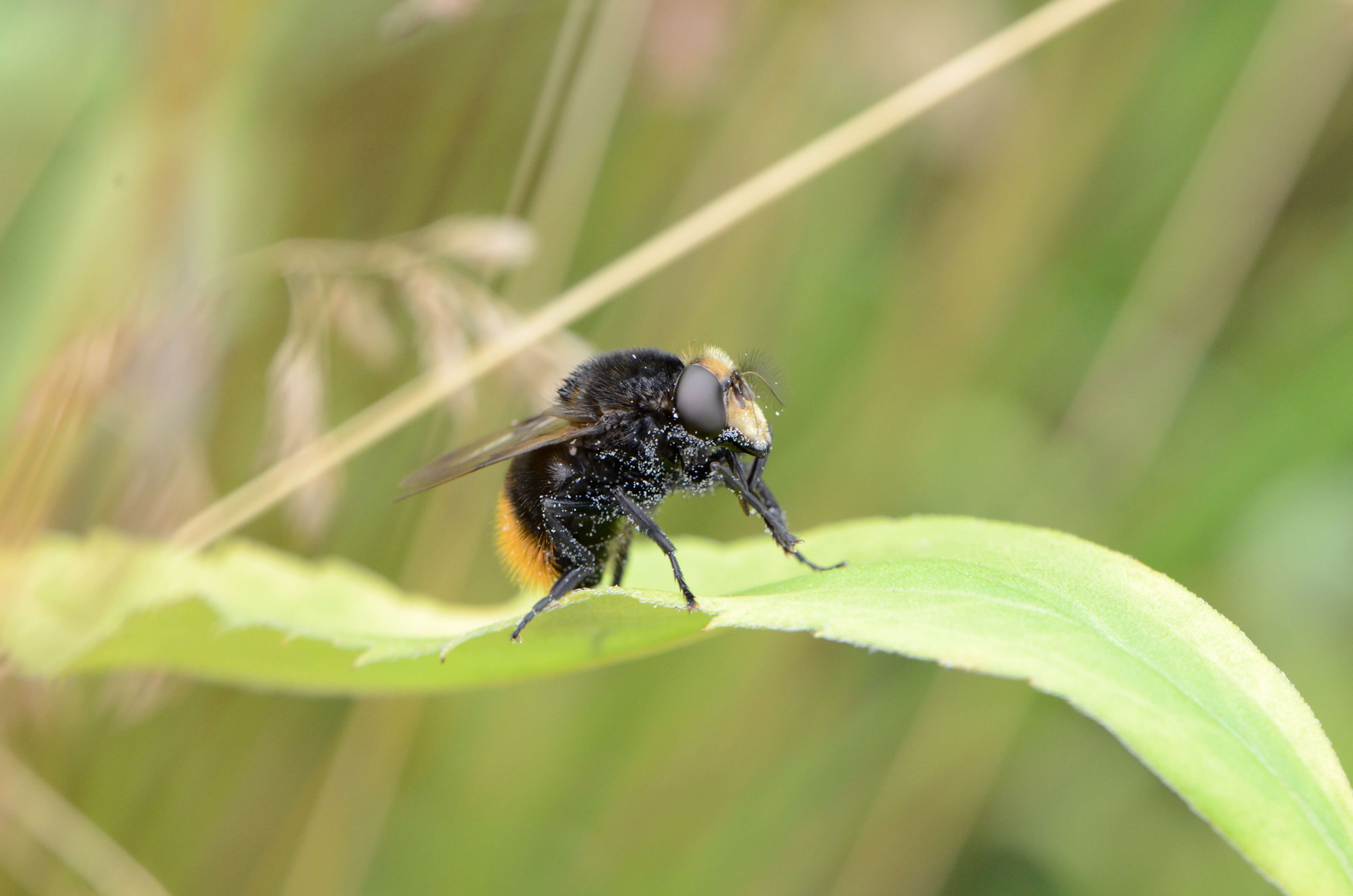 Image of bumblebee hoverfly