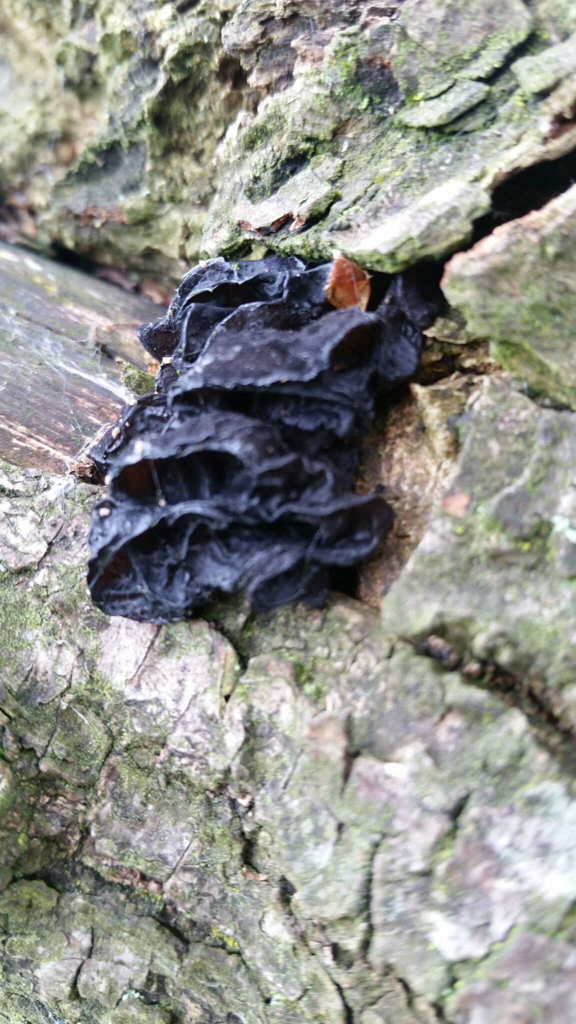 Image of Black Witches' Butter