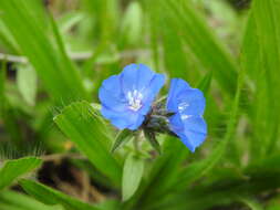 Image of Brazilian dwarf morning-glory