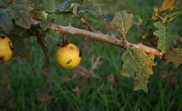 Image of Solanum umtuma Voronts. & S. Knapp