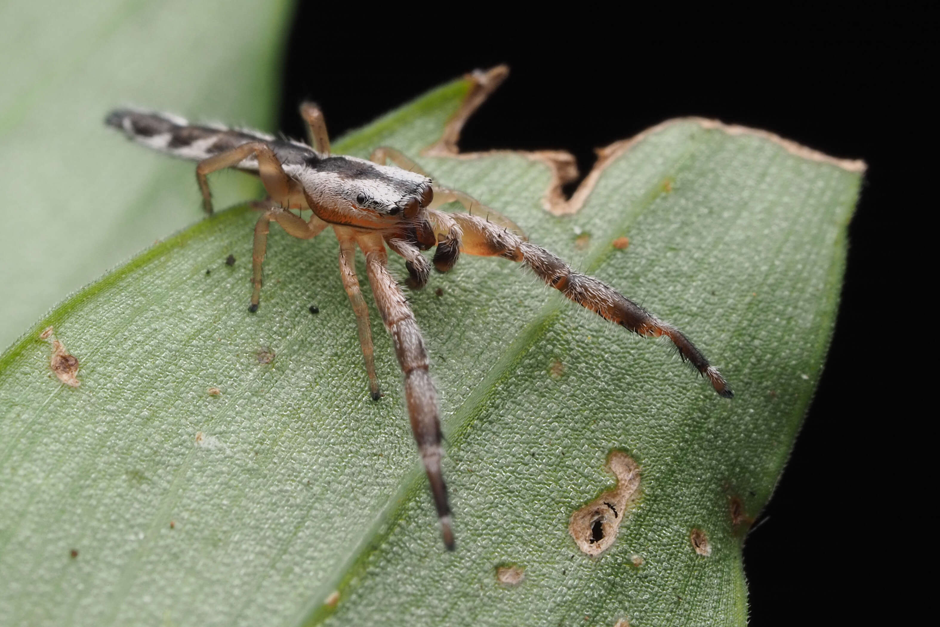 Image of Pike Slender Jumper