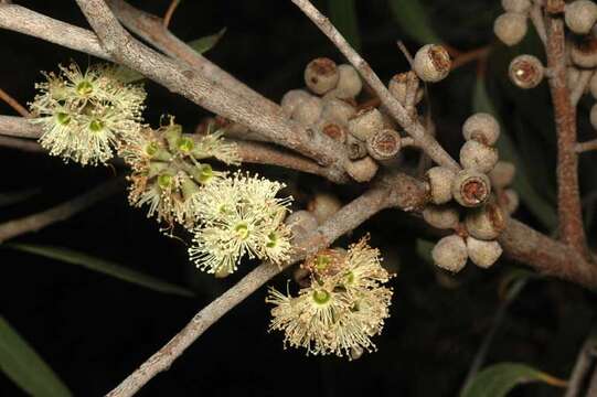 Image of Eucalyptus ligustrina A. Cunn. ex DC.