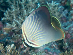 Image of Eastern Triangle Butterflyfish