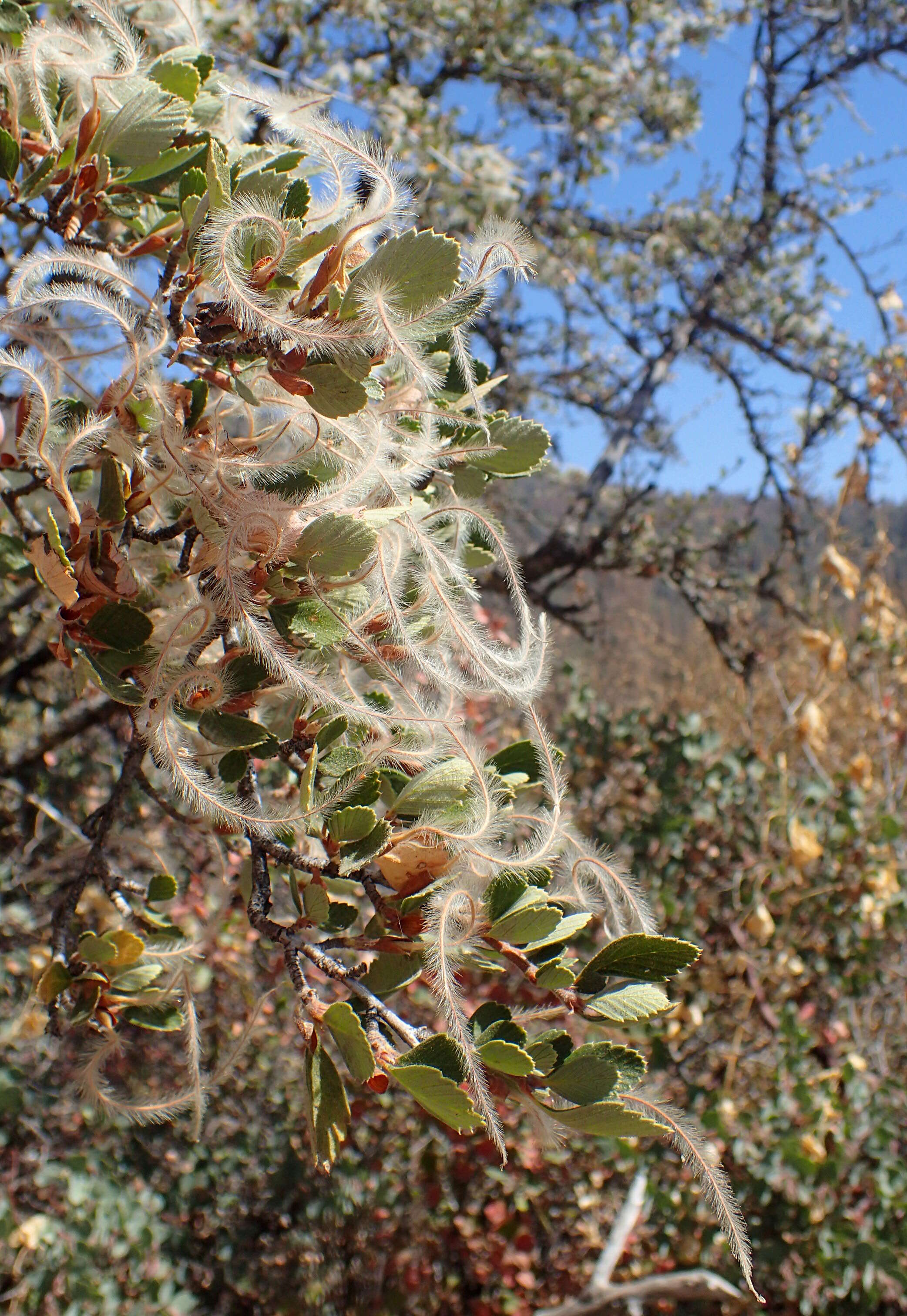 Image of Birch-leaf Mountain-mahogany