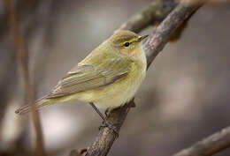 Image of Common Chiffchaff