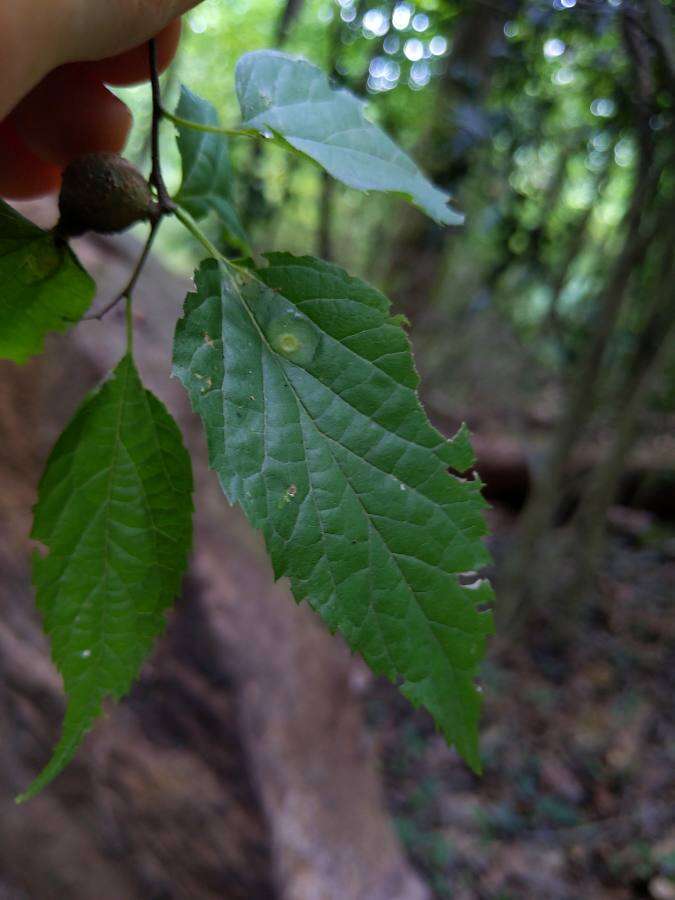 Celtis laevigata Willd.的圖片