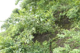 Image of Antidesma ghaesembilla Gaertn.
