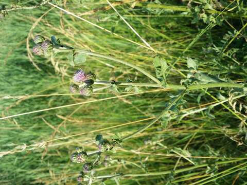 Image of Creeping Thistle