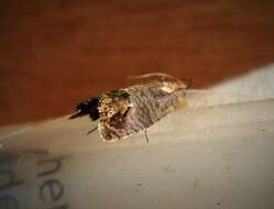 Image of codling moth