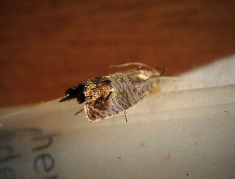 Image of codling moth