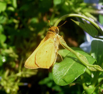 Image of Hylephila phyleus