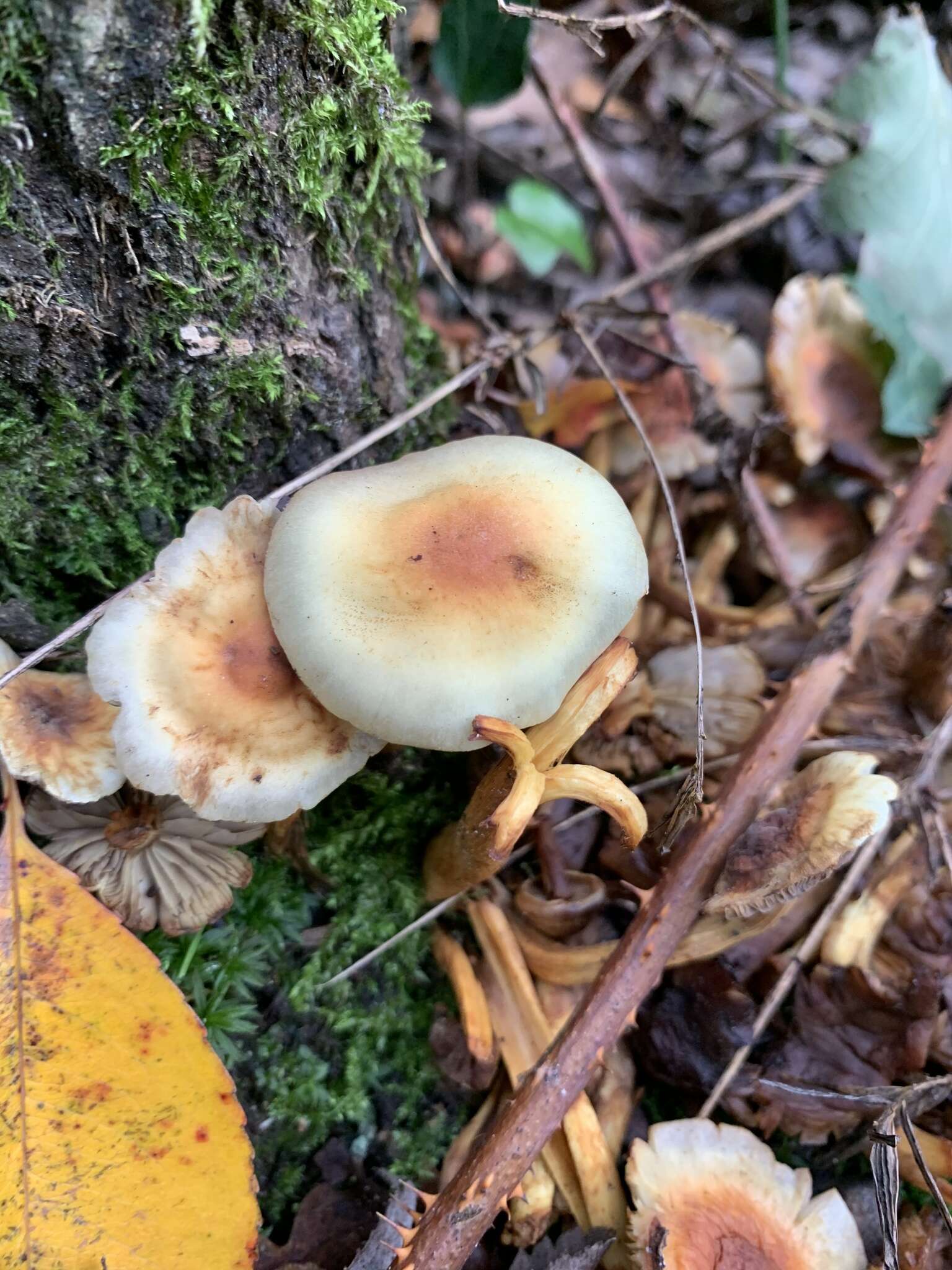 Imagem de Hypholoma fasciculare (Huds.) P. Kumm. 1871