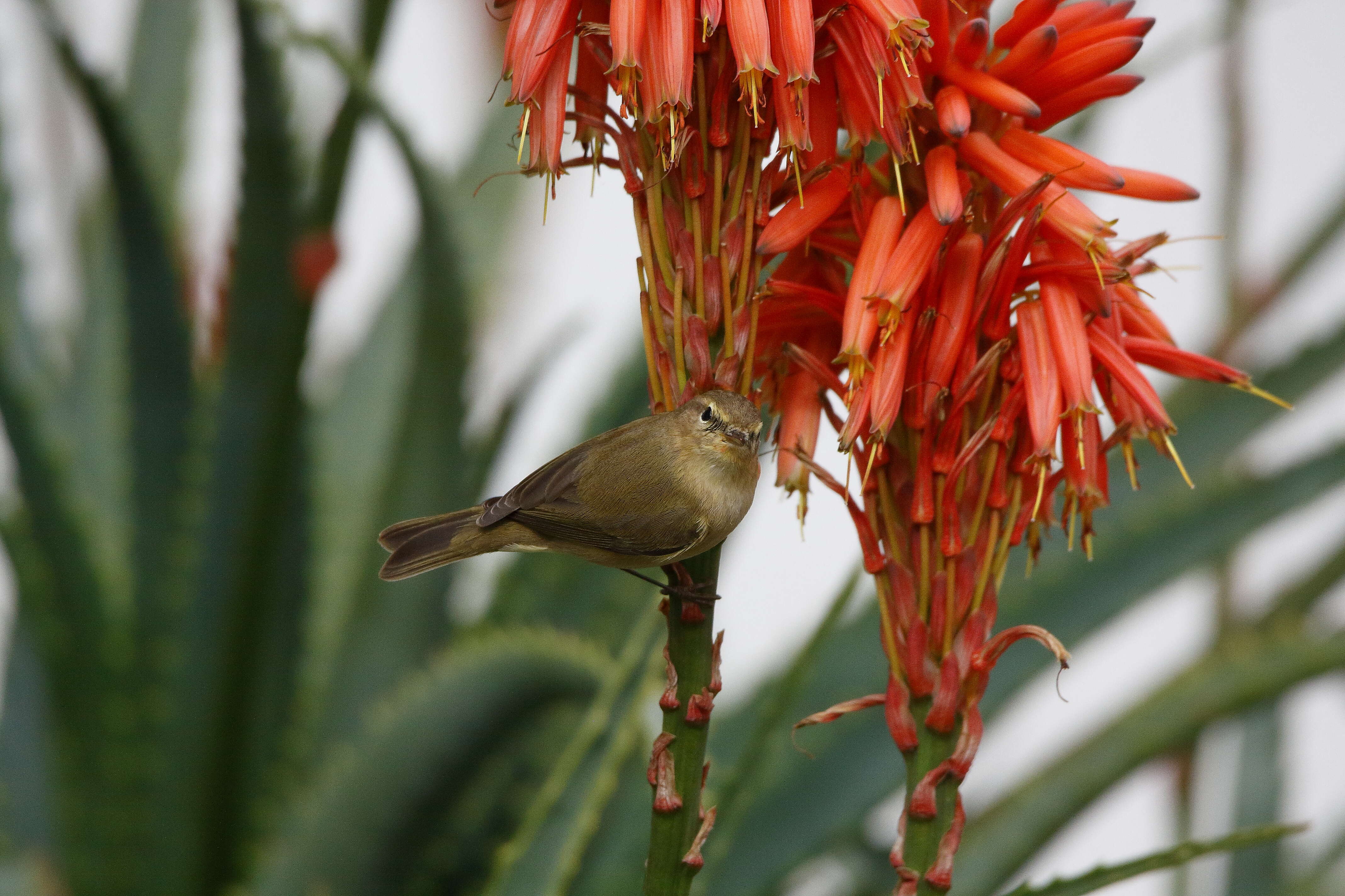 Image of Common Chiffchaff