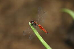 Plancia ëd Lyriothemis acigastra (Selys 1878)