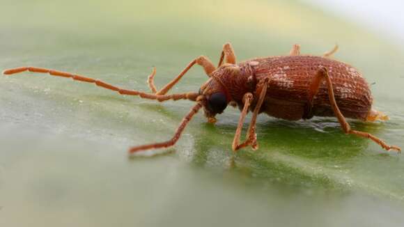 Image of common spider beetle