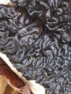 Image of Black Witches' Butter