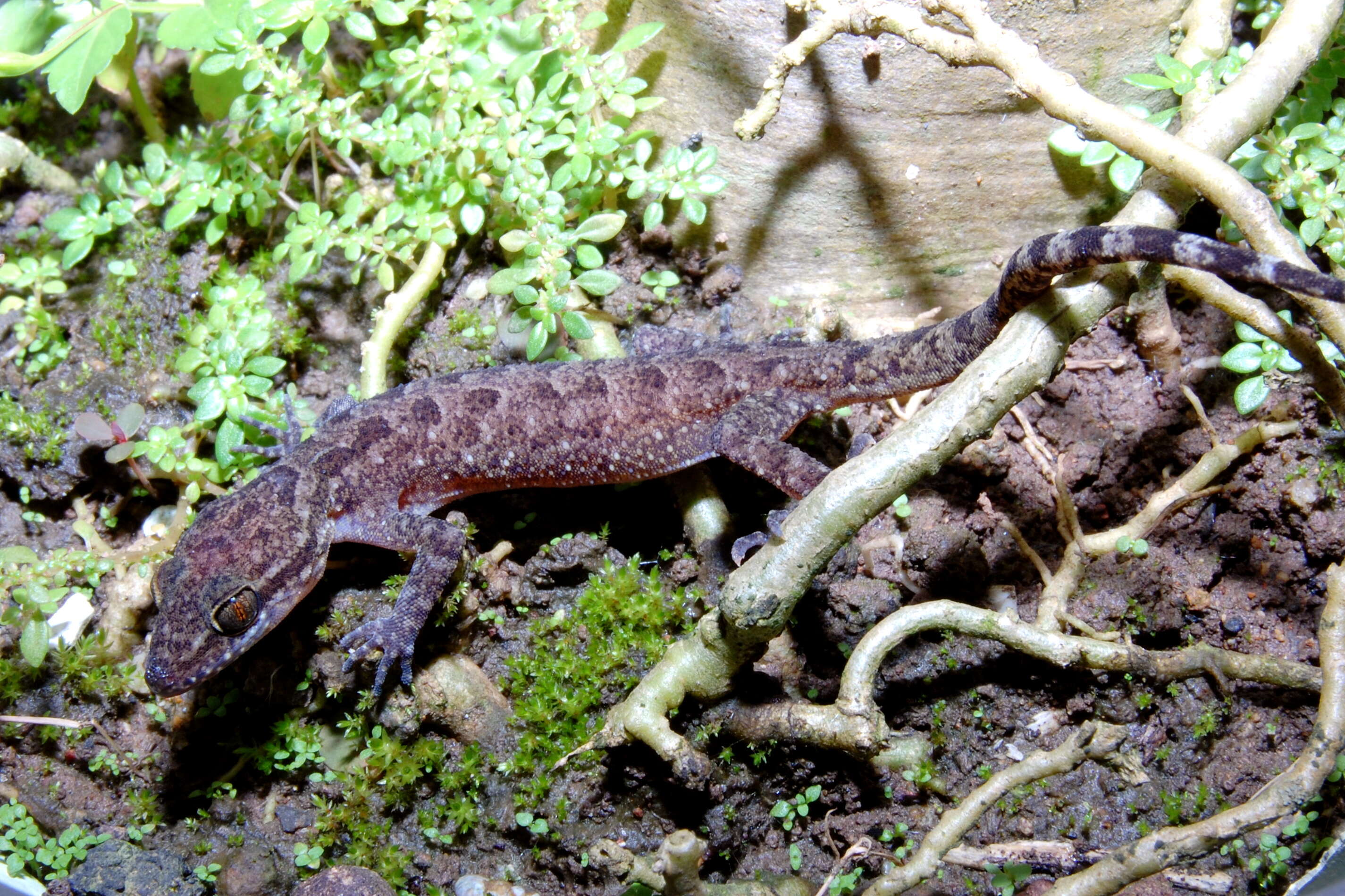 Image of Marbled Bow-fingered Gecko