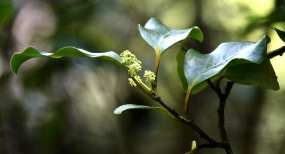 Image of Griselinia littoralis (Raoul) Raoul