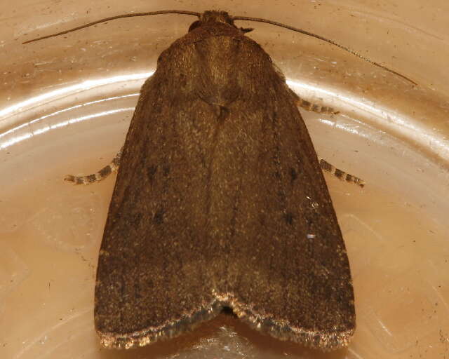 Image of mouse moth