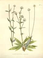 Image of Gomphrena agrestis Mart.