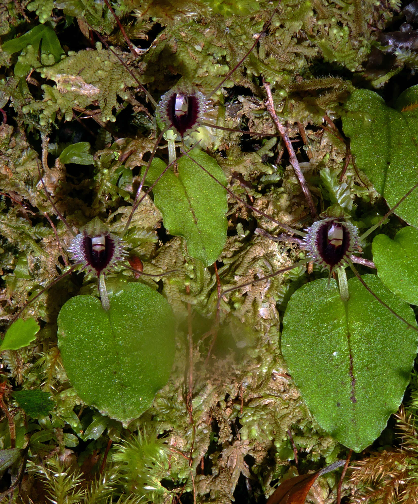 Image de Corybas oblongus (Hook. fil.) Rchb. fil.