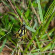 Image of Owly sulphur