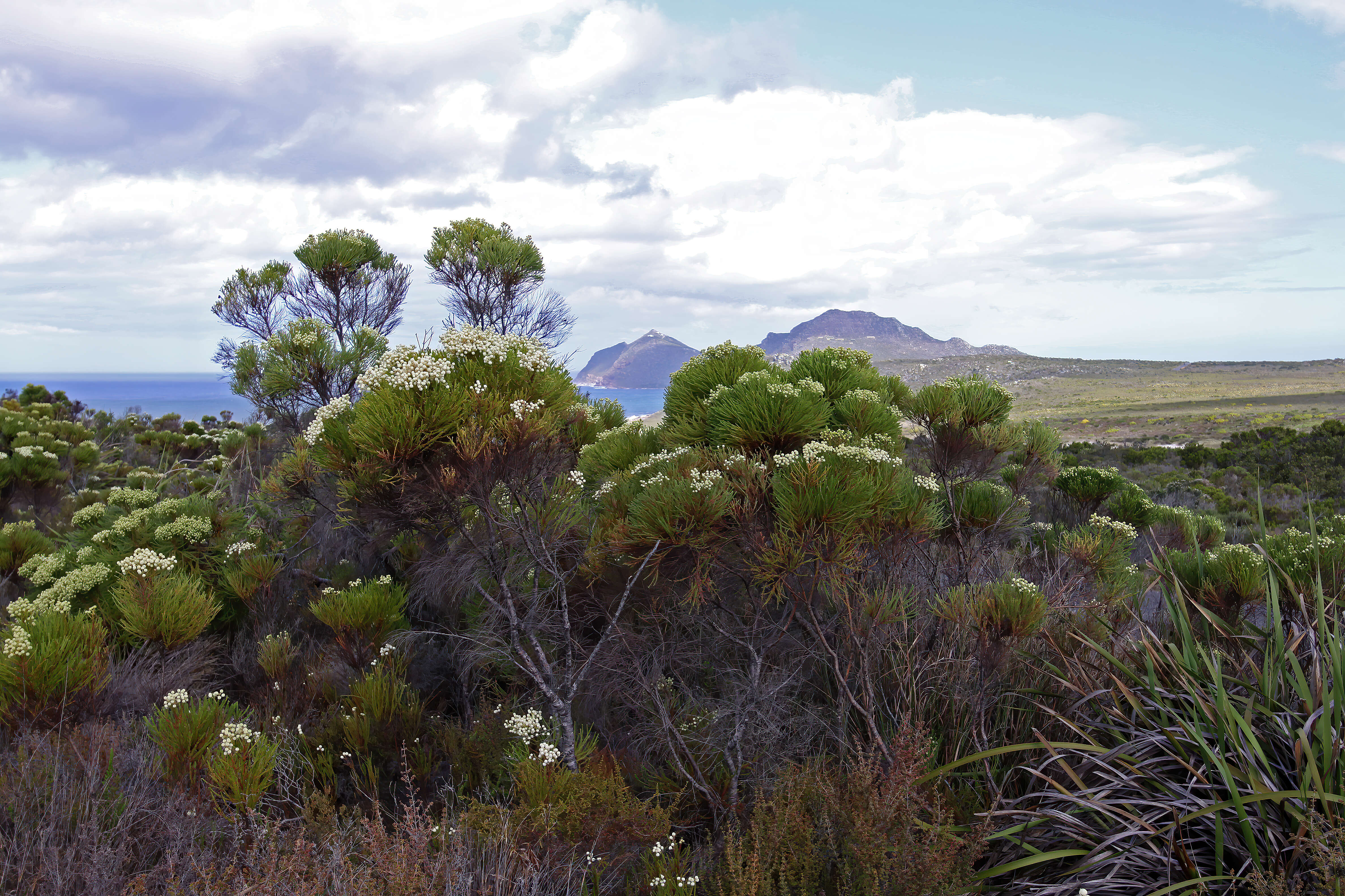 Image of Berzelia lanuginosa (L.) Brongn.