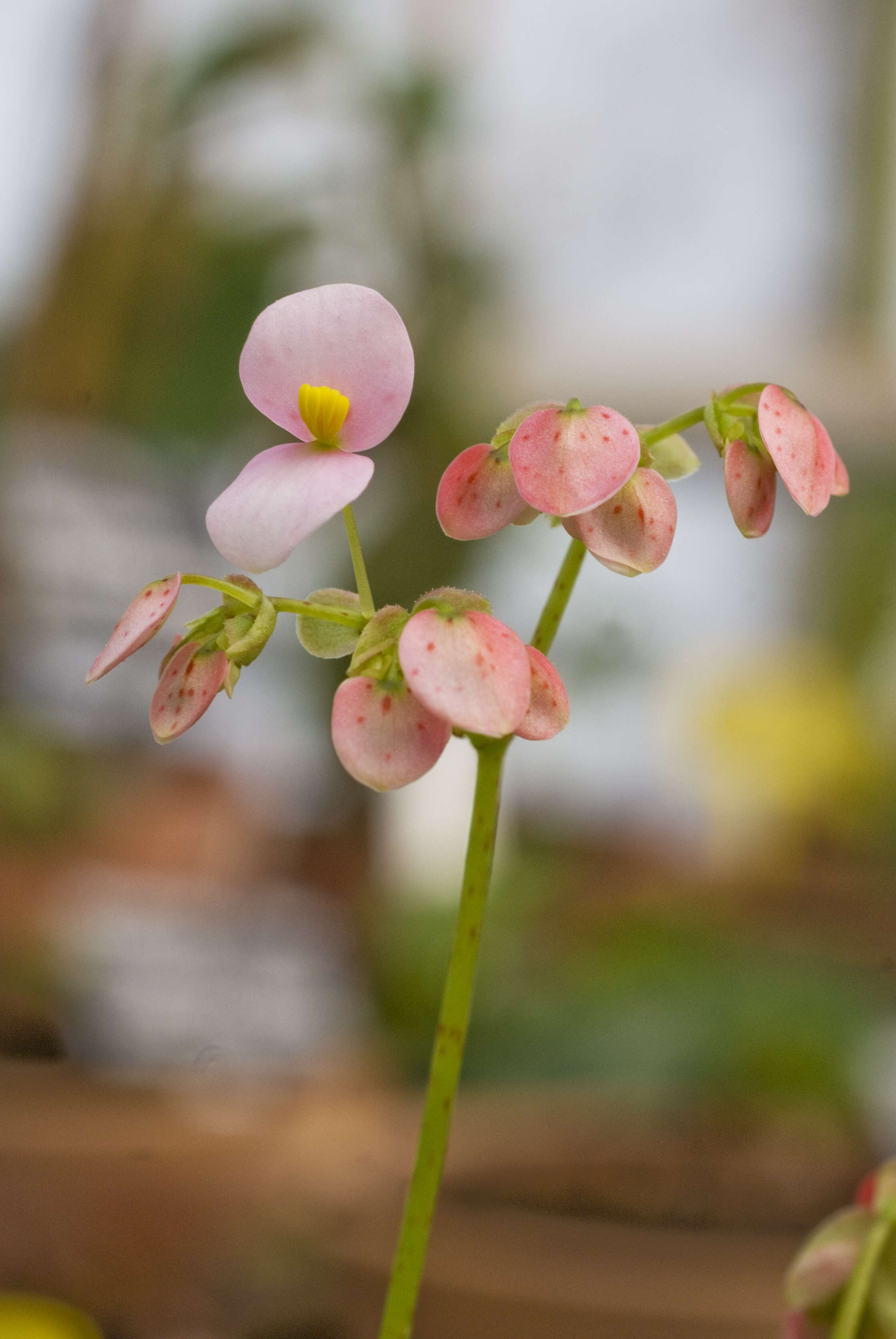 Image of Begonia bowerae Ziesenh.