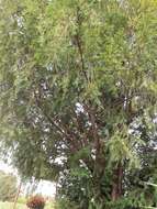 Image of English yew