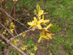 Forsythia ovata Nakai resmi