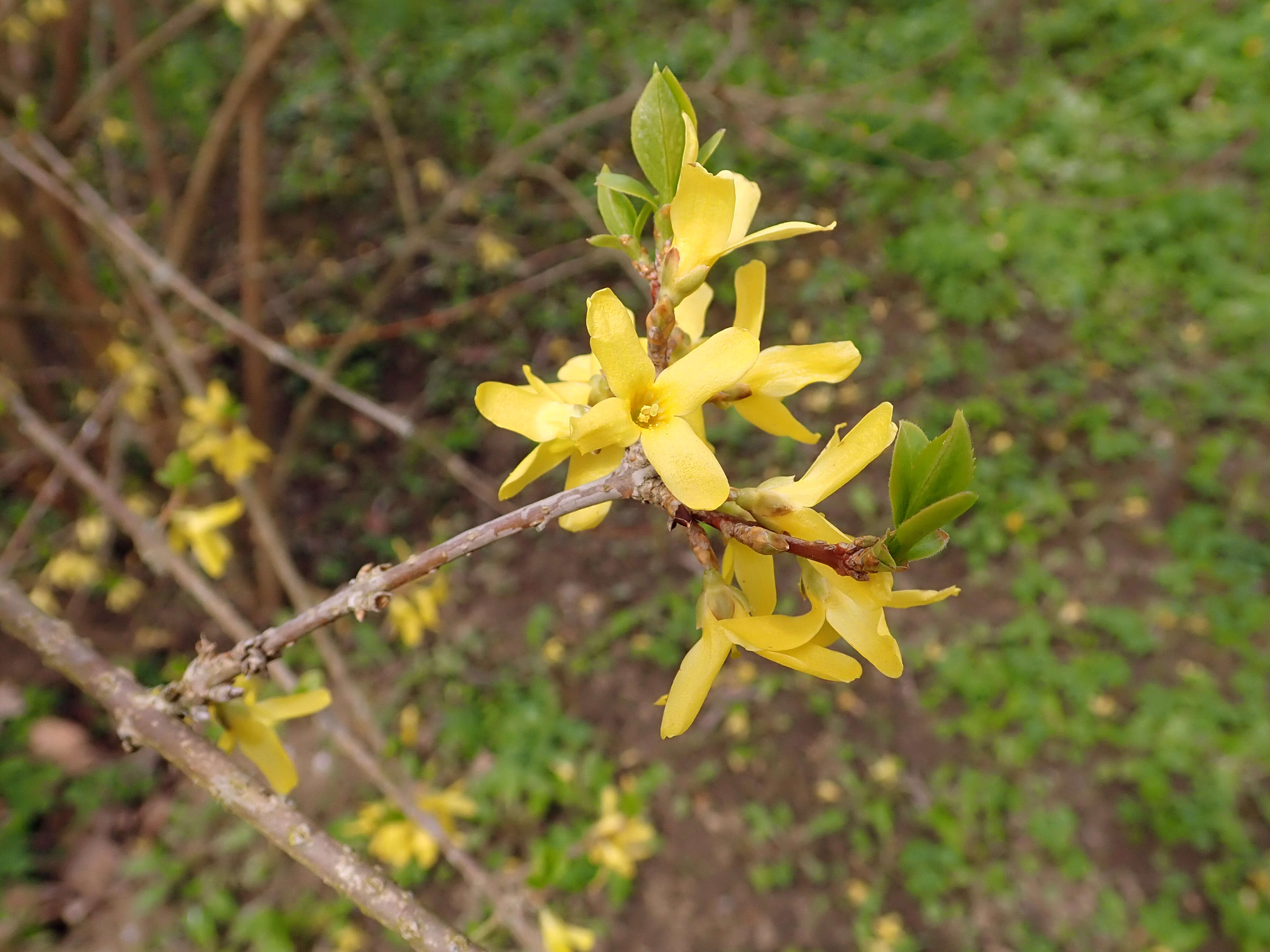 Forsythia ovata Nakai resmi