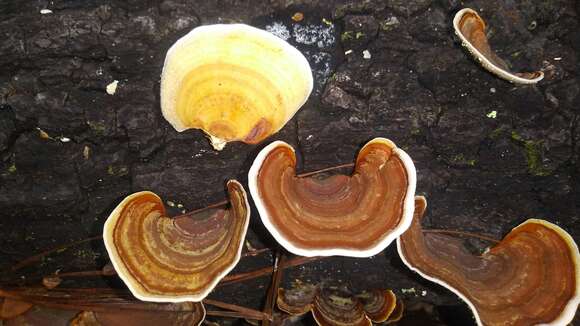 Image of False turkeytail