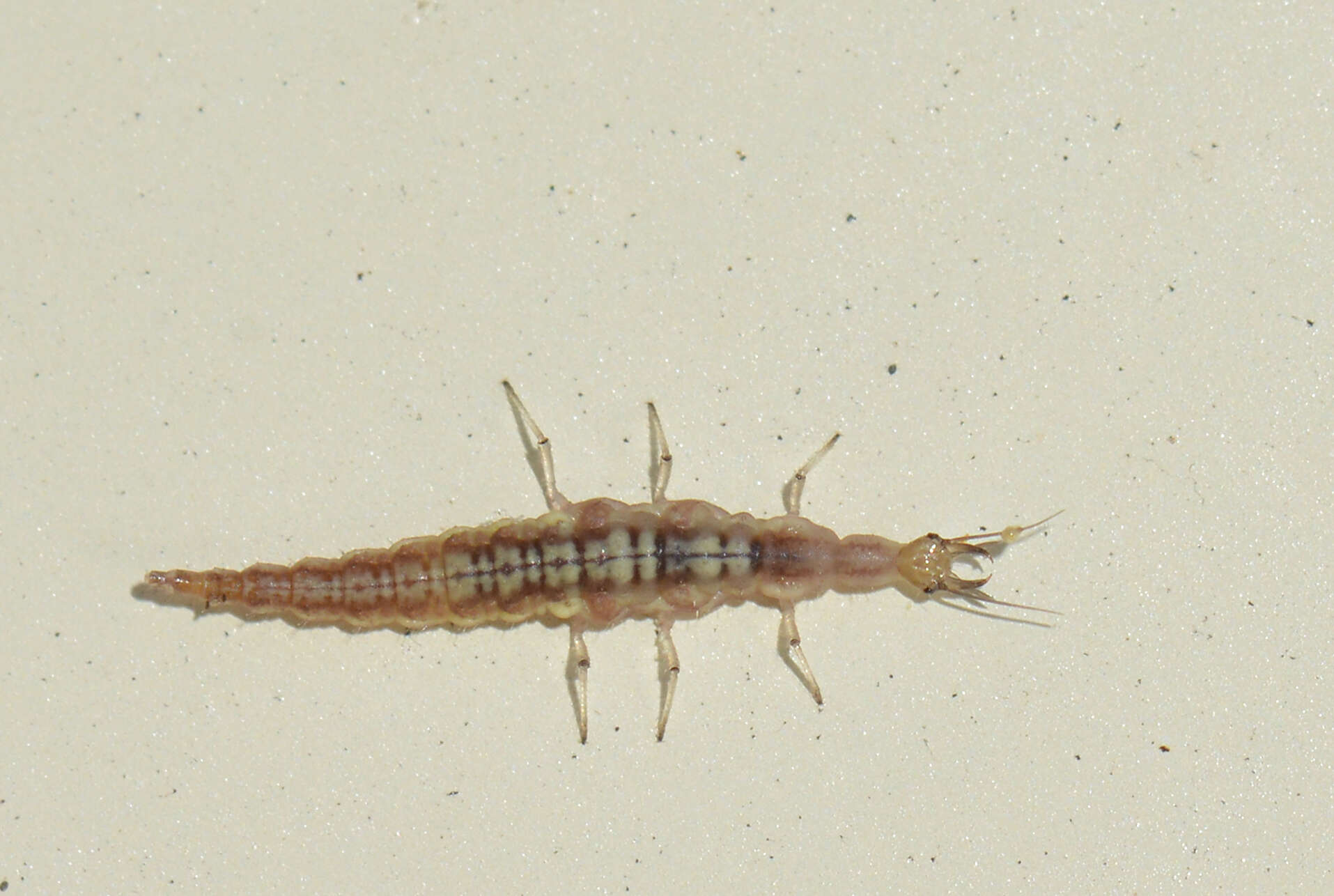 Image of brown lacewings