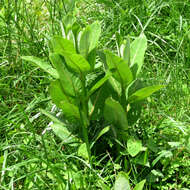 Image of common milkweed