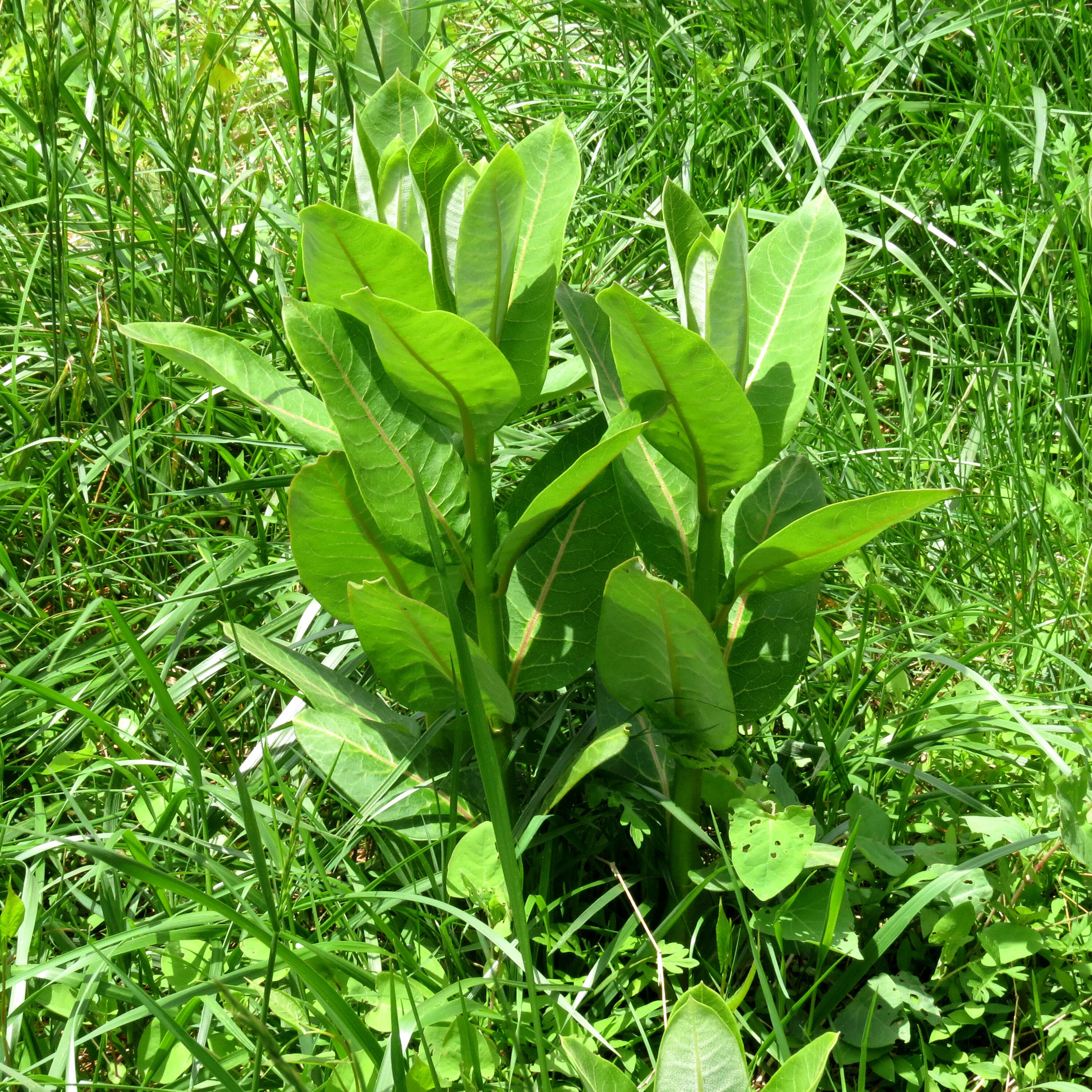 Image of common milkweed