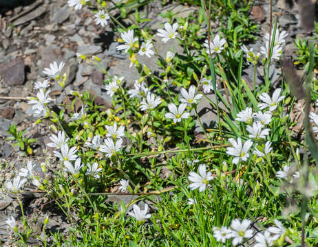 Image de Gypsophile rampante